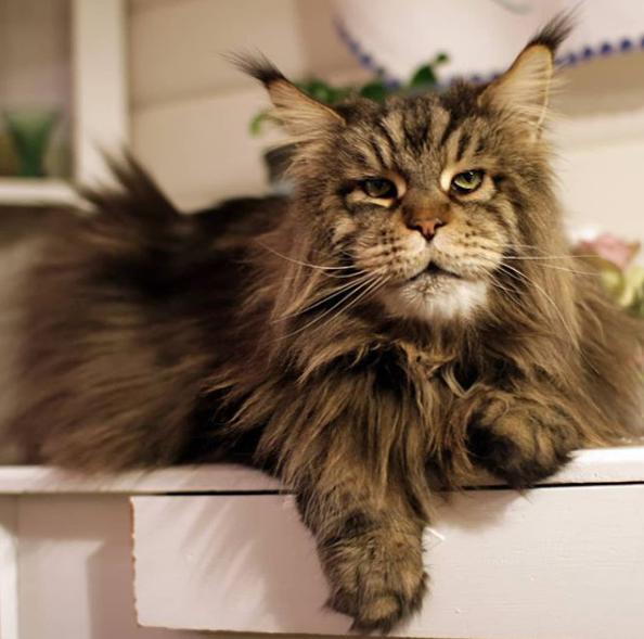 What do a Maine Coon and a human have in common? The 10 most striking ...